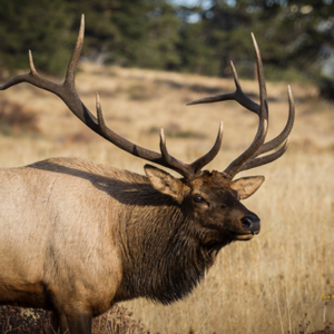 Elk and Deer Migration Habits in Eagle County Colorado
