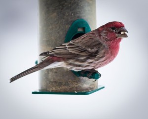 House Finch what to feed birds in the winter