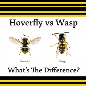 Animal Mimicry Hoverfly vs Wasp