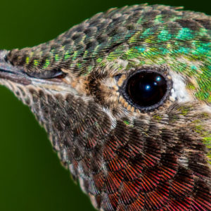Hummingbird Eye