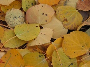 The intensity of fall colors in Colorado changes from year to year