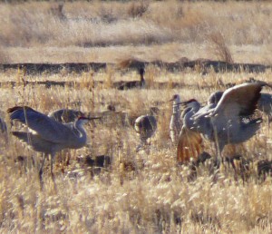 Sandhill Cranes Migration