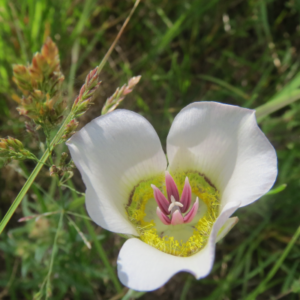 Mariposa-Lily-Walking-Mountains-Wildflower-Blog-300x300