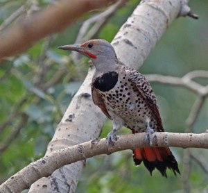 Northern-Flicker-Colorado Woodpeckers