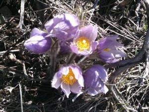 Pasque Flower Colorado