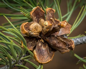 Pinyon-Pine-Cone-For-Pine-Nuts-Colorado-300x240