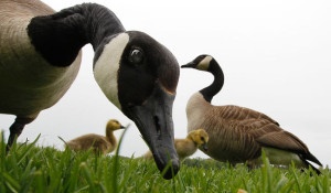 Reintroduction-of-the-Canadian-Goose-United States and Colorado