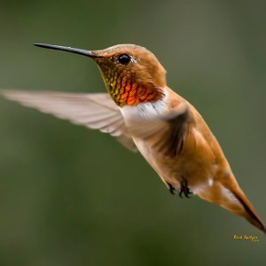 Rufous Hummingbird In Colorado Migration