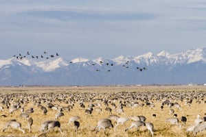 Sandhill Crane Migration Colorado