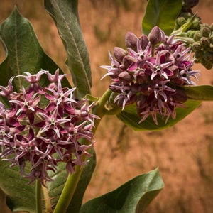Showy Milkweed In the Rocky Mountains and Colorado Gardening