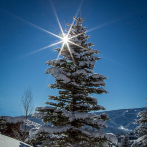 Snowy-Tree-300x300