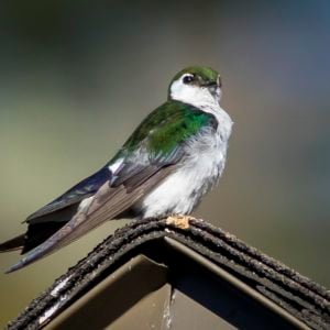 The Bird the Swallow in Colorado Violet Green Swallow