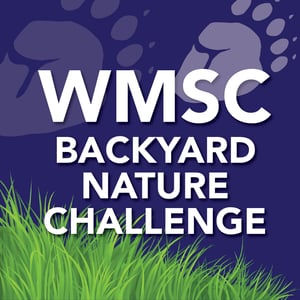 Backyard nature challenges for kids in quarantine