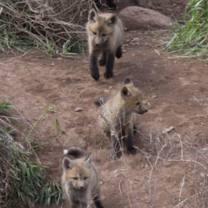 mothers day foxes and cubs