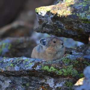 Pika in Colorado are Endangered