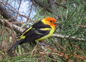 western-tanager-bird-watching-vail-colorado