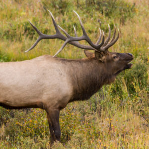 wildlife closures, moose