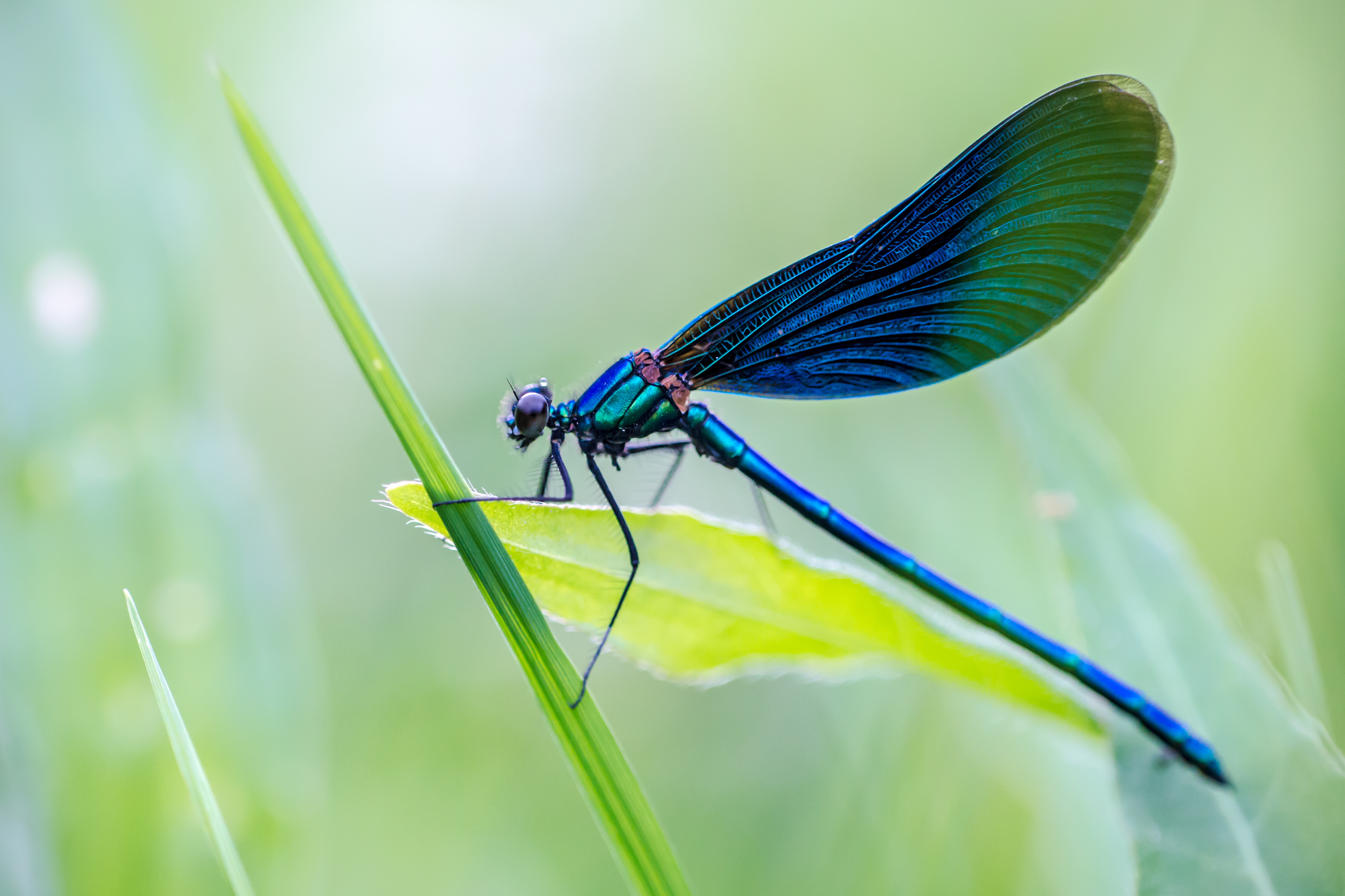 Insects see in much better resolution than we thought